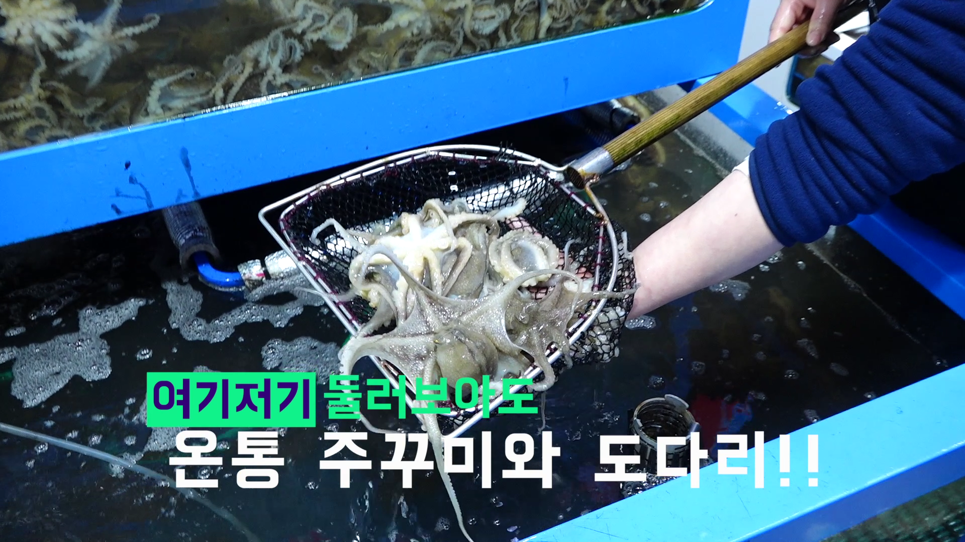 주꾸미도다리축제(구별법 TIP!!!)